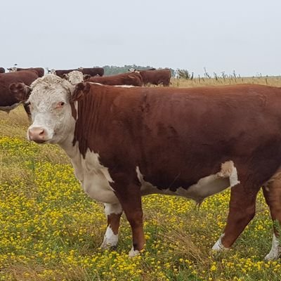 GNarbaiz's profile picture. 