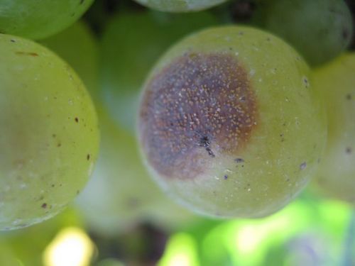 A grape pathologist at Virginia Tech's AHS Agricultural Research and Extension Center (AREC) at Winchester, VA. (Please use the email for questions).