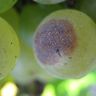 grapepathology's profile picture. A grape pathologist at Virginia Tech's AHS Agricultural Research and Extension Center (AREC) at Winchester, VA. (Please use the email for questions).