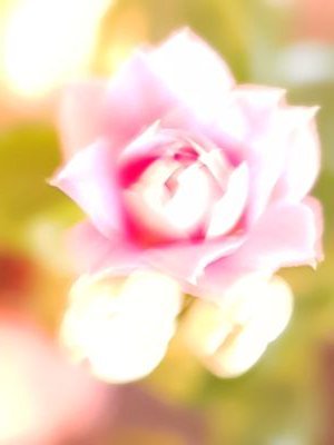 lulu_h___'s profile picture. 