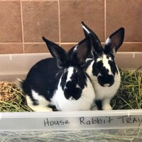 Rabbit Friendly(@rabbitfriendly) 's Twitter Profile Photo