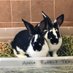 Rabbit Friendly (@rabbitfriendly) Twitter profile photo