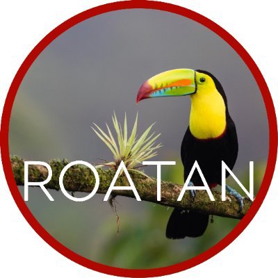 RoatanCommunity's profile picture. ROATAN is an island off the northern coast of Honduras. Roatan is approx 40 miles long, 3 miles wide and has annual temps with highs of 89.6°F and lows of 77°F.