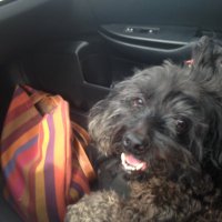 barkingink (@barkingink2) 's Twitter Profile