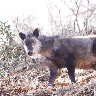 奥多摩駅周辺にあるビジターセンター公式Twitterです。※原則コメントの返信は行っていません。