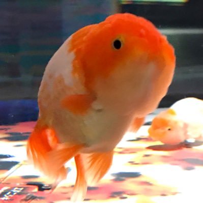 Namatsuさんのプロフィール画像