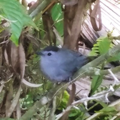 Rosey01382128's profile picture. I don't have corona virus yet