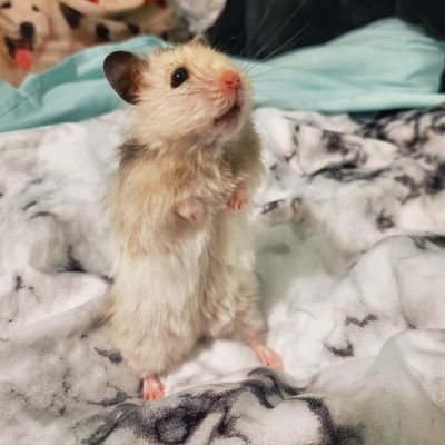 shawnallejas's profile picture. 