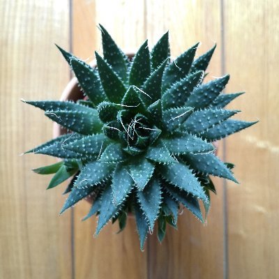 KingaOcsi's profile picture. 