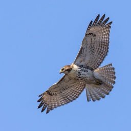 Ayana これで高校生て ツウィさん 高校生に見えない 綺麗可愛いと思ったらrt Twice好きな人rt