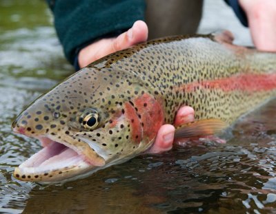 An average angler who knows the world would be better if we all spent more time outdoors.