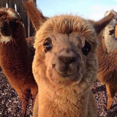 asfghjustine's profile picture. passive aggressively sassy