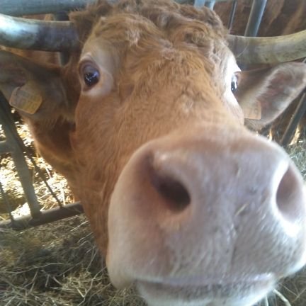 hehisself's profile picture. Farmer.