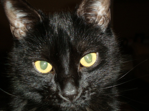 HarleyLady18208's profile picture. Boston, MA to Mooresville, NC