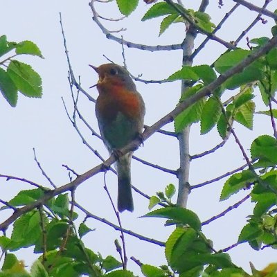 munibica's profile picture. Patience is bitter but its fruit is sweet- Jean- Jacques Rousseau