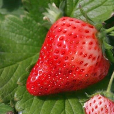 csl_2020's profile picture. 