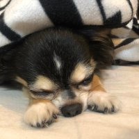 テトU・x・U (@udogsu) 's Twitter Profile