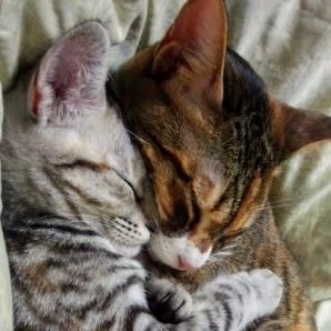 sirokikuuto's profile picture. ぱっぴ～♪
成人済
声優＆海外旅行＆BL＆猫好きw声優は、斉藤壮馬さん＆保志総一朗さん大好き🥰
BL漫画家は、藤咲もえ先生・やまち先生・綿レイニ先生大好き💕他、ツイフィに😃
基本、雑食
呼びタメ大歓迎😆
猫の写真もあげますが腐発言多め

無言フォロー失礼します！
宜しくお願いします！！