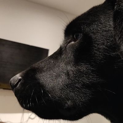 d_D4n1eL's profile picture. 