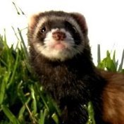Zeek (@sneakyzeeke) Twitter profile photo