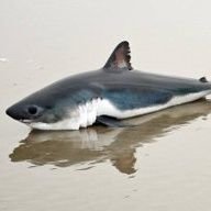 eveangel01's profile picture. 