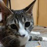 HisuiShinomiya's profile picture. #猫垢  殆んど猫のみのアカウントです。東京都葛飾区。
◆不定期更新
◆キジ白のちー(千紘)♂　推定誕生日2019/07/15
◆2020/02に、#ストルバイト尿石症 を発症
◆猫写真か動画をUP。
◆猫好き仲間さん大歓迎です。無言フォロー失礼します。