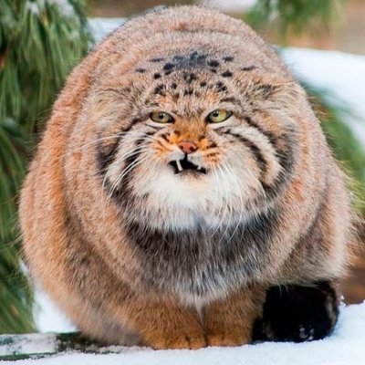 — Я всегда хотел знать, что в этом мире есть такого, ради чего стоит жить?
Смерть обдумал его вопрос и наконец ответил:
— Кошки.
Angualr&котики
