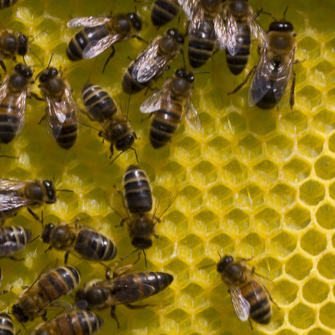 beekeeperadrian's profile picture. ermm... a beekeeper who lives in Kent.