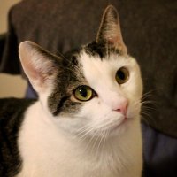 Macklemore the Cat(@OneEyeLined) 's Twitter Profile Photo