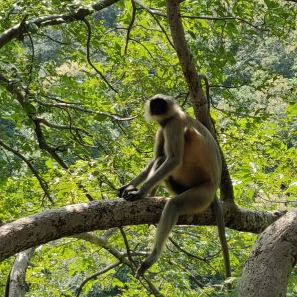 voysnoop's profile picture. Strolling on Twitter |

RT's are endorsement,
Likes may be bookmarks,
replies are occasionally trolling