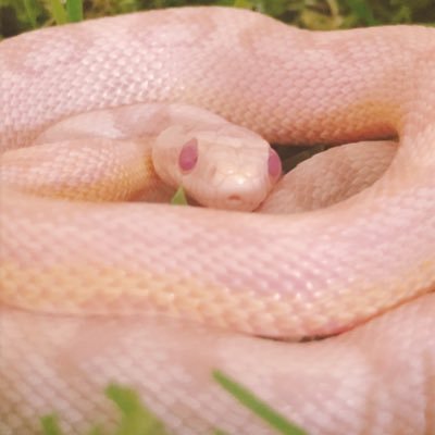 2020.03.16飼育開始。コーンスネーク(スカーレットスノー)の雪ちゃんの飼育日記です。 爬虫類好きの方、同じ様に爬虫類を飼われてる方と繋がれたらと思ってます。 初心者ですので、いろいろ教えて下さい。無言フォロー失礼します🙏フォローお気軽にどうぞ✨#コーンスネーク #爬虫類 #爬虫類好きさんと繋がりたい