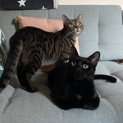 thecatsat24's profile picture. Princess and Sky, living with our staff. We love zoomies and snacks 😺😺 #adoptdontshop #tabbytroop #blackcats