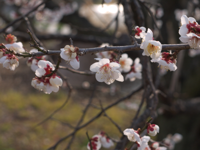 nissy_0422's profile picture. フットサル、スキーは何とか続けていますが、そろそろ体力的に厳しいアラフォーです。