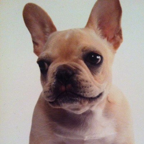 YodaTheFrenchie's profile picture. some people call me prince of the west village ... i love my life