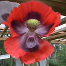 We grow exotic poppies, Papaver somniferum, offering you Premium Poppy Seeds; Super Colossus, Afghani Izmir, Pink Peony Poppies, Red Bombast Poppies.