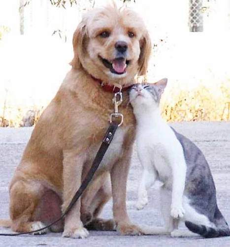 (Helping Animals & People In Need)
We help people and stray animals in need and we are trying to lower the rates of homelessness and stray animals!