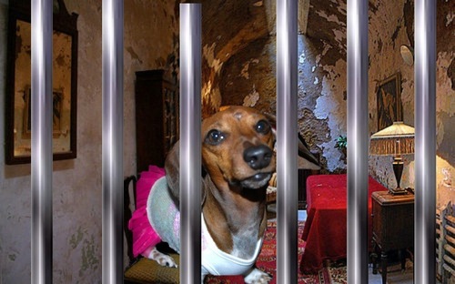 UH OH!! Been caught by the fun police!! Twitter jail account for the adorable & wiggley @AutumnTheDoxie♥