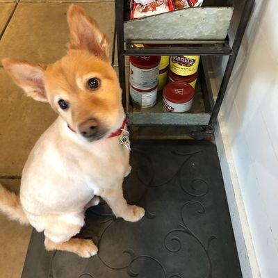 Vegan1232's profile picture. 