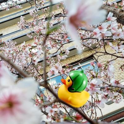 アカウント引越したよさんのプロフィール画像