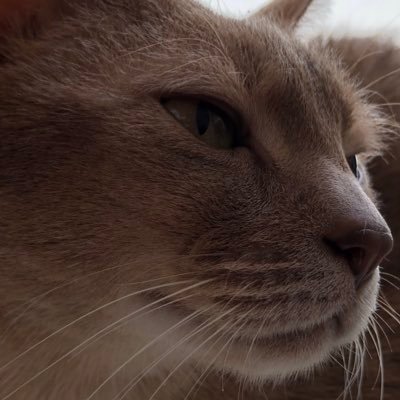 ゲーム垢｜ω・）
HIT、黒鯖、他色んなゲームで知り合えた皆様に感謝致します(*´ω`*)
こちらの垢は動かなくなります。フォロー解除お願い致します。
投資、政治、経済関係、別垢で活動中(´∀｀)