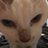 myanko31's profile image