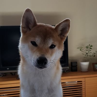 nori20014's profile picture. 2021-ウイスキーにはまりました🥃/白州美味しい/無言フォロー失礼致します。