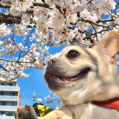 フレンチブルドッグのおんた。 飼い主はトロンボーンプレイヤーの小池隼人(@hayatrombone )。2007.07.31生まれの13歳！2020年に脳腫瘍と診断され闘病頑張ってるよ。インスタもあるよ！