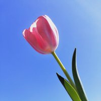 さみお (@sami0sami0) 's Twitter Profile