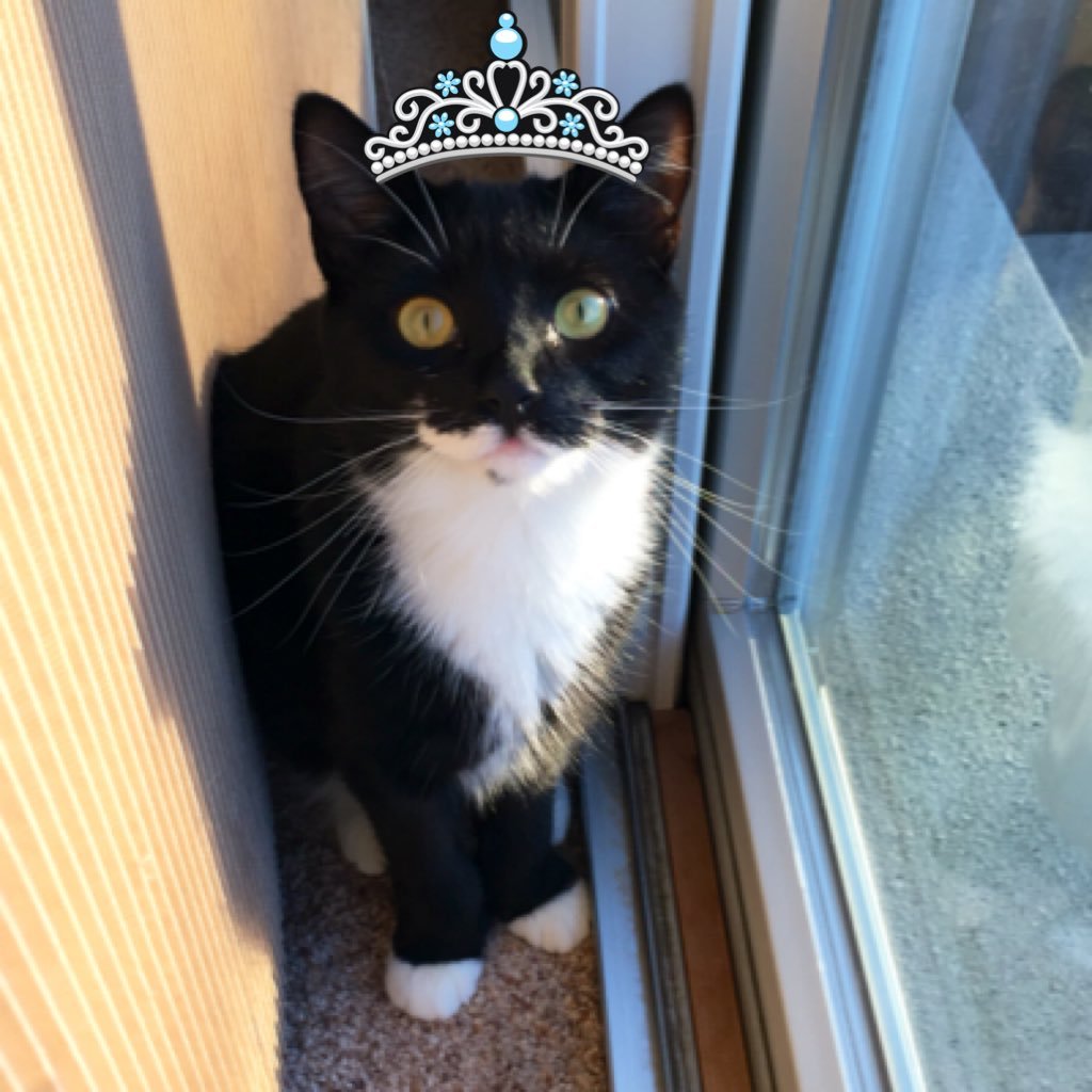 MindlersCat's profile picture. Einstein said that talking to yourself is a sign of intelligence. Answering yourself, however, is a sign of insanity ! #cat ✉️✉️