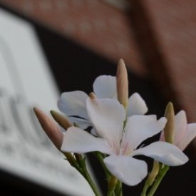 OleanderforHome's profile picture. Oleander for Home is permanently closed. Many thanks to our clients, friends, and neighbours for 9 lovely years.