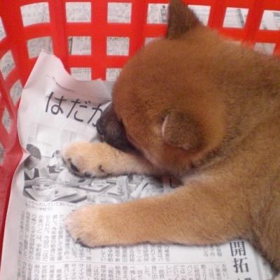 FSports9's profile picture. 勝手にフォローお許しください。 四国でのプロ野球キャンプ、つば九郎、お祭り等を撮ってます。YouTubeの再生リストにまとめてます、覗いてみてね。ヤクルト、阪神、西武、ロッテ、楽天、高校野球、メダ活、鉄道等いろいろあります♪