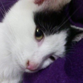 pbpbpx's profile picture. 가상의 생물