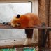 @LonelyFox99