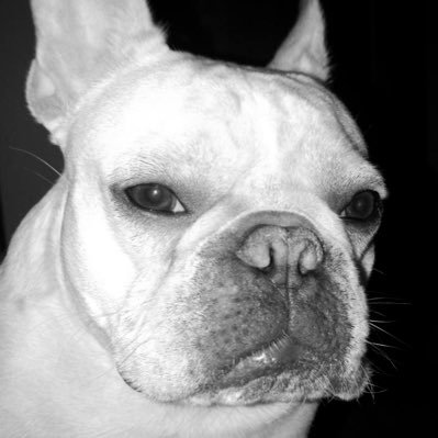 FrenchieJuzgon Profile Picture